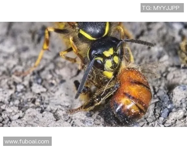 黄蜂生态与行为研究：揭示黄蜂在自然界中的重要角色与生存策略